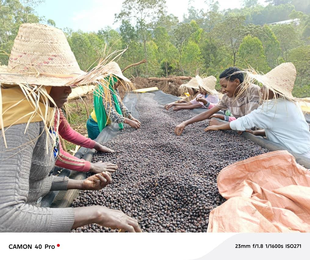 Women drying coffee cherries